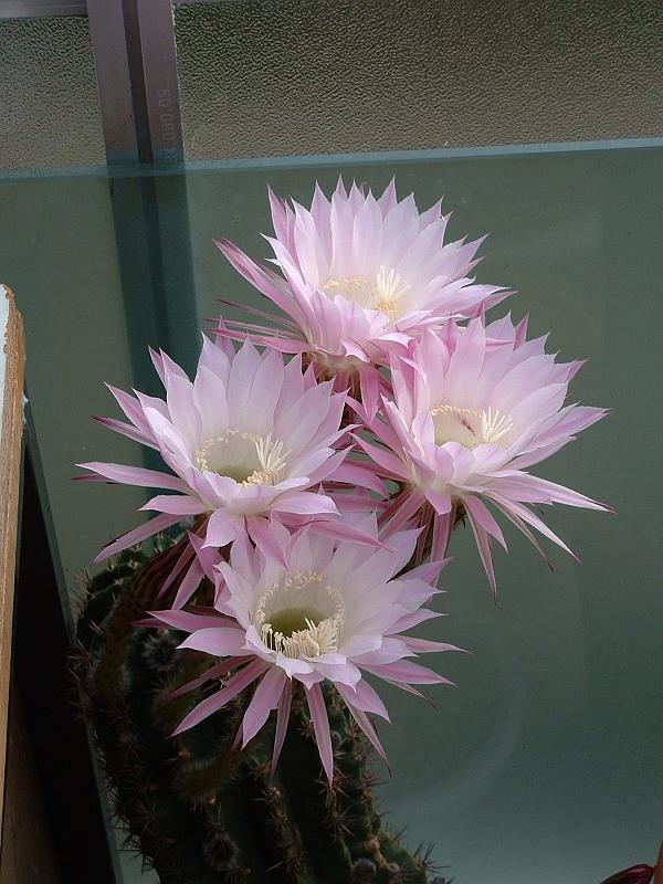 Echinopsis hybr._2.JPG